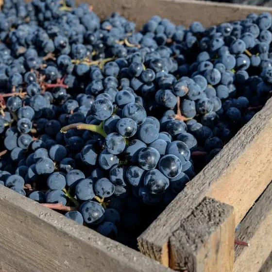 Black grapes
